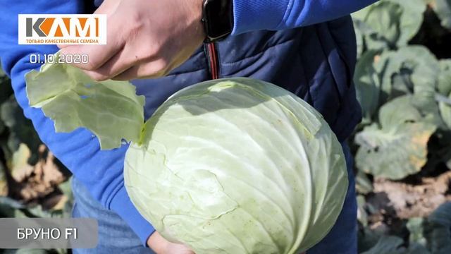 Обзор капусты Бруно F1 смотреть онлайн