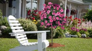 Cottage Farms Raspberry Smoothie Rose of Sharon Tree on QVC