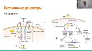 Гормоны и регуляция развития растений
