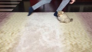 #1 дресеровка собак шпиц команда сидеть