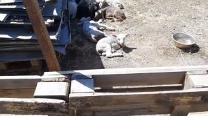 Ягнята. ЗЦМ.