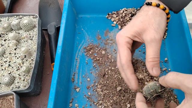 Rinvasiamo i cactus ottenuti da semina: la procedura descritta passo passo. смотреть онлайн