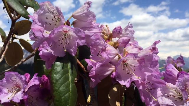बुरांस #Pink rhododendron #about Himachal pradesh state flower смотреть онлайн