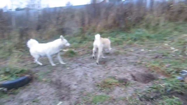 ТАЙНА ТЫ ЛАЕШЬ ПРОСТО ТАК??? смотреть онлайн