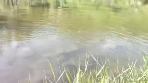 Смотрите это реально круто Как поймать амура