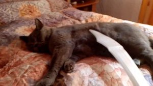 как сделать шаурму из кота