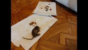 Внимание! Мышь в квартире!