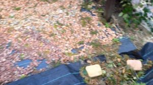 Обзор всех моих редких хвойных. Стрижка сосны в стиле - ниваки.