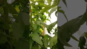 розовый томат .второй оборот.подкормки для налива.