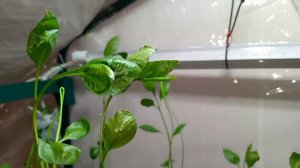 Фисташка Акбари на 19 день. Семена и саженцы иранской фисташки | Small Gardens