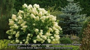 Низкорослые кустарники — цветущие и декоративно-лиственные для сада