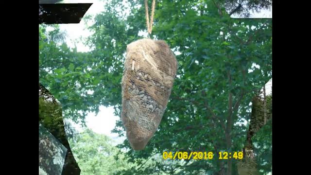 Пражский зоопарк. 4.06.2016. Часть 2-я смотреть онлайн