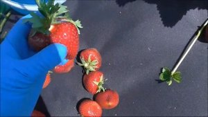 МАГНУС - обзор еще одного позднего сорта клубники из Европы.