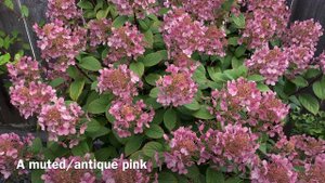 Little Quick Fire Hydrangea In Container, Summer Update (4K)