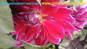 Дачный мини обзор моих георгин 2019 г