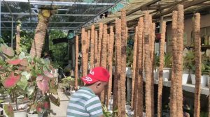 WHEELBARROW OF PLANT CUTTINGS! IT'S PROPAGATION TIME! |TRAILING & CLIMBING PLANTS