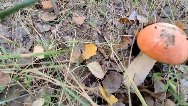 Яркая осень смотреть онлайн