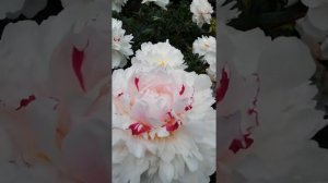 Пион "Памяти Гагарина"