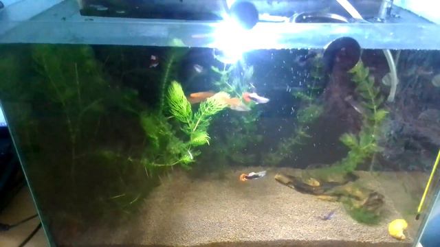 Как выглядит аквариум семнадцатилетнего мальчишки смотреть онлайн