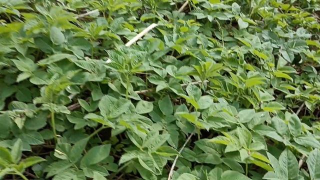 Крапива и трава Сныть для весеннего салата и здоровья смотреть онлайн