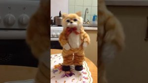 Кот поет песню "Никто тебя не любит так как я!"