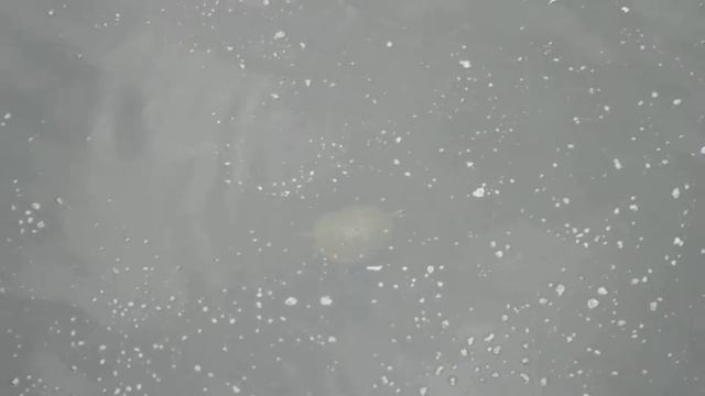 В моем озере :) смотреть онлайн