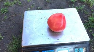 Томаты в теплице ОБЗОР УРОЖАЯ.  ЛУЧШИЕ Помидоры в теплице - ВОЛОВЬЕ сердце и кристал