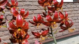 Лилии Мартагон в нашем саду 2024.