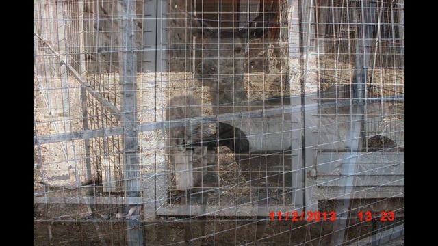 Давайте прогуляемся по бывшему зоопарку ,,САРТАНА,, смотреть онлайн