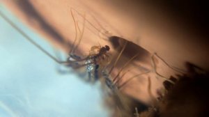 House centipede (Scutigera coleoptrata) eating fruit fly