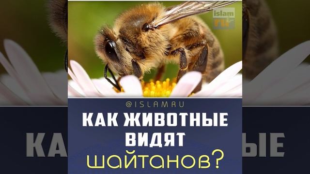 Как животные видят джиннов и шайтанов? смотреть онлайн