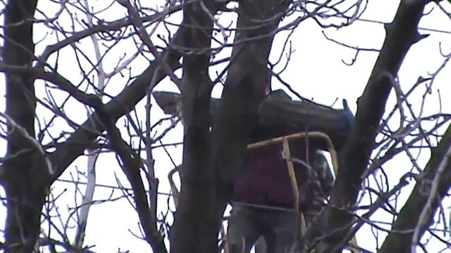 Каменка-Днепровская. Опять валят деревья. смотреть онлайн