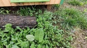 Личинки пчёл погибли #22 Натуральное пчеловодство с нуля