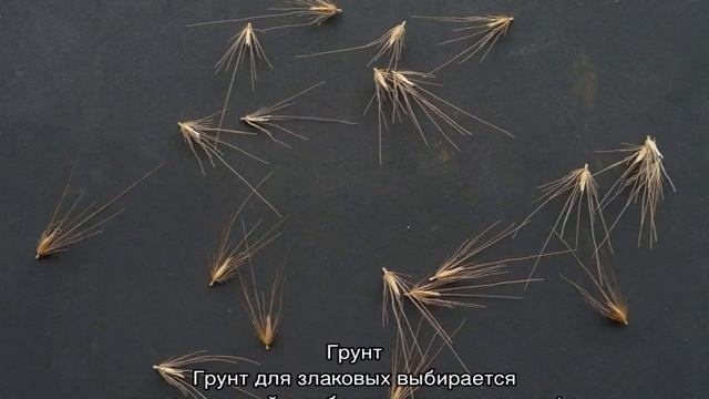 Пеннисетум лисохвостный (Pennisetum Alopecuroides) — посадка и уход