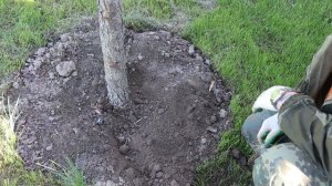 Сад и огород. Приствольные круги плодовых деревьев - как делать не надо. Уход за садом.