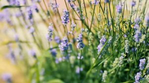 Лаванда и бабочки | Футажи красивая природа [FullHD]