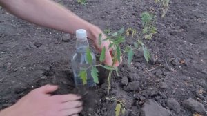 Капельный полив из бутылок Как сделать / How to Make Drip Watering from a Bottle.