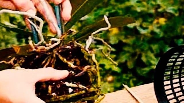 Фаленопсис Уход в Домашних Условиях Пересадка Как заставить орхидею фаленопсис цвести