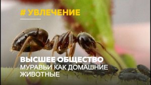 "Высшее общество": муравьи как домашние питомцы