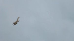 100лет ВВС: пилотаж на Су-35 - Сергей Богдан