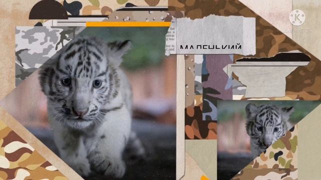 Изменения тигра (Белый тигр) смотреть онлайн