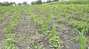 Посадка фасоли для ленивых Естественное удобрение кукурузы Дожди Сорняки