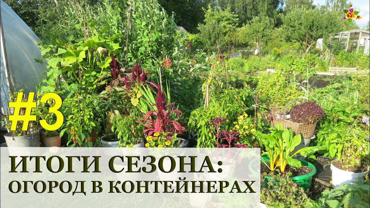 Огород в контейнерах ИТОГИ и Полезные советы / Container gardening / Огород в контейнерах #3