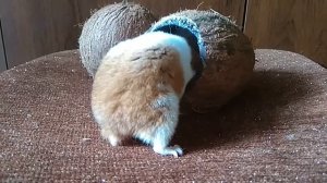 СИРИЙСКИЙ ХОМЯК И КОКОСЫ Видео про домашнего сирийского хомяка Видео про хомяков  ДОМАШНИЕ ЖИВОТНЫЕ