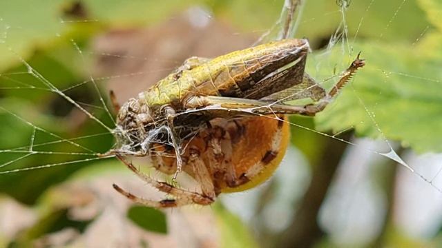 Голодные игры 2. Кузнечик против паука. смотреть онлайн