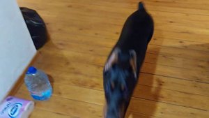 Доберман исполняет команды