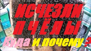 Исчезли пчелы в ульях.Причины исчезновения и ослабления  пчелосемей.