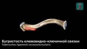 Ключица