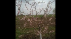 Трехлетний сад на подвое ММ106