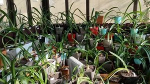 коллоидная сера как средство от клещей, правда или нет